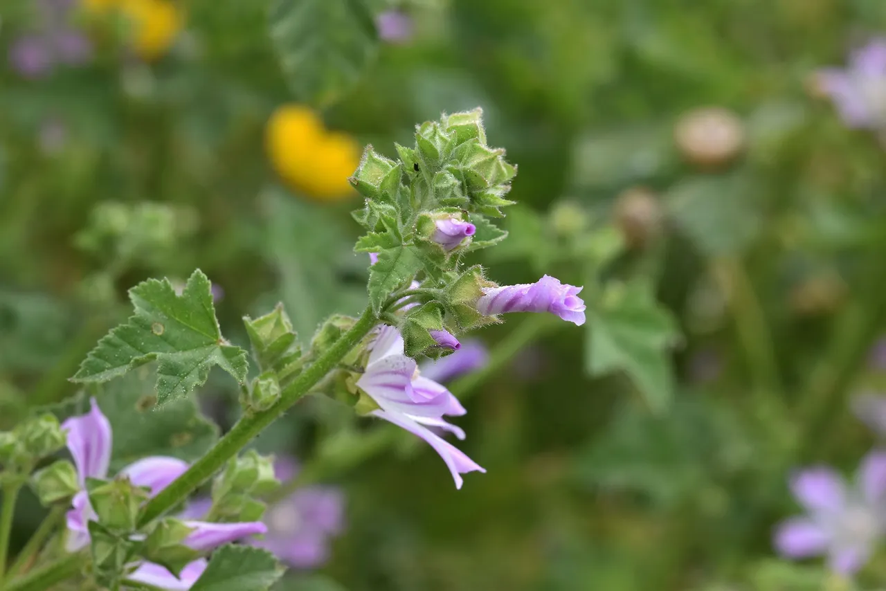 malva sylvestris 3.jpg