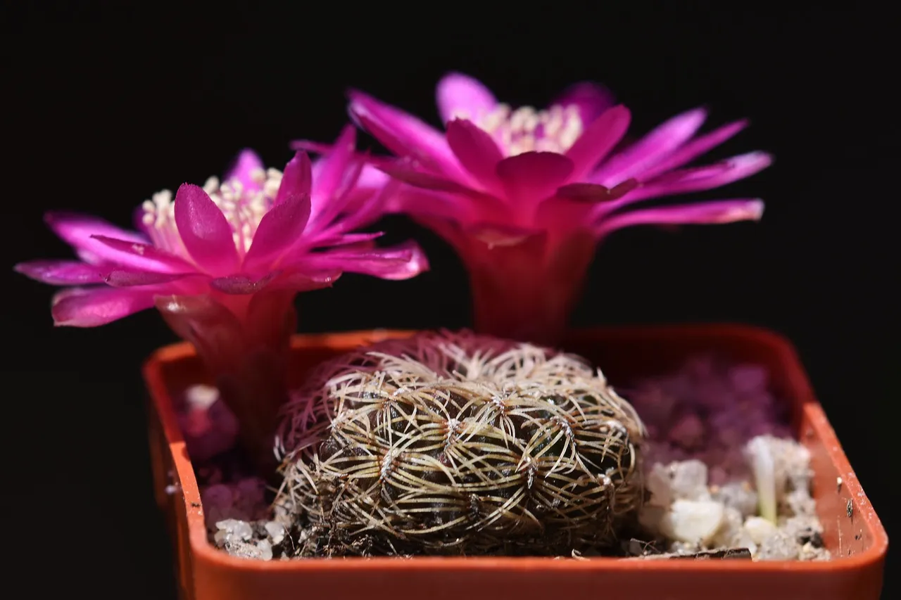 sulcorebutia albissima flower 2021 8.jpg