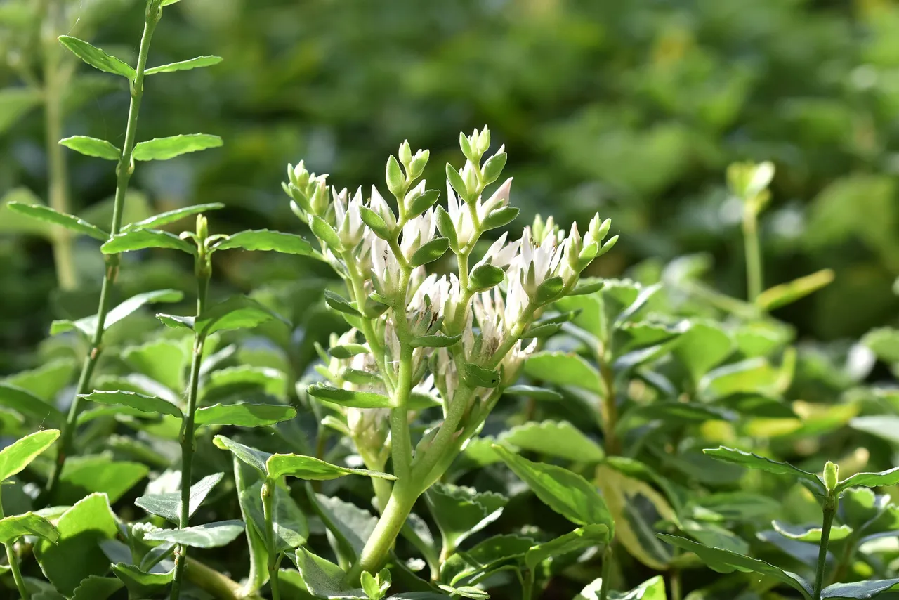 sedum spurium garden 7.jpg