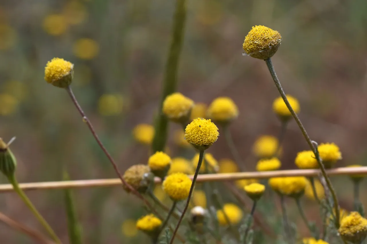 Santolina rosmarinifolia yellow wildflower 4.jpg