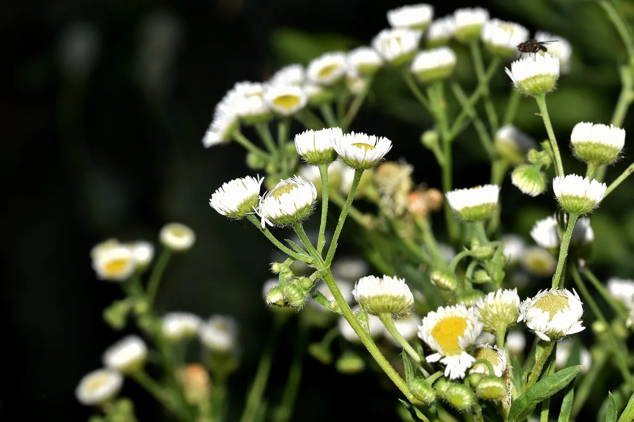 white wildflower night photo 1.jpg