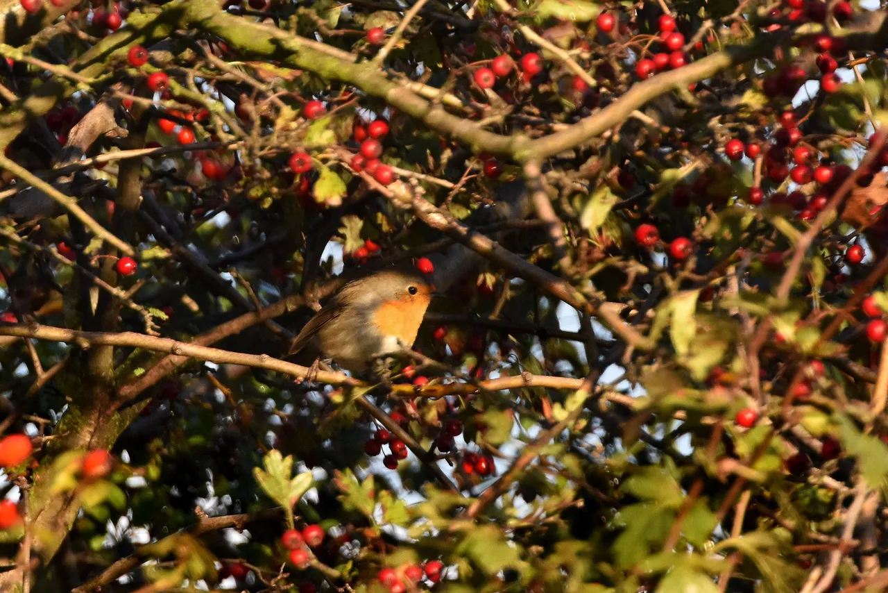Robin Hawthorn tree pl 2.jpg