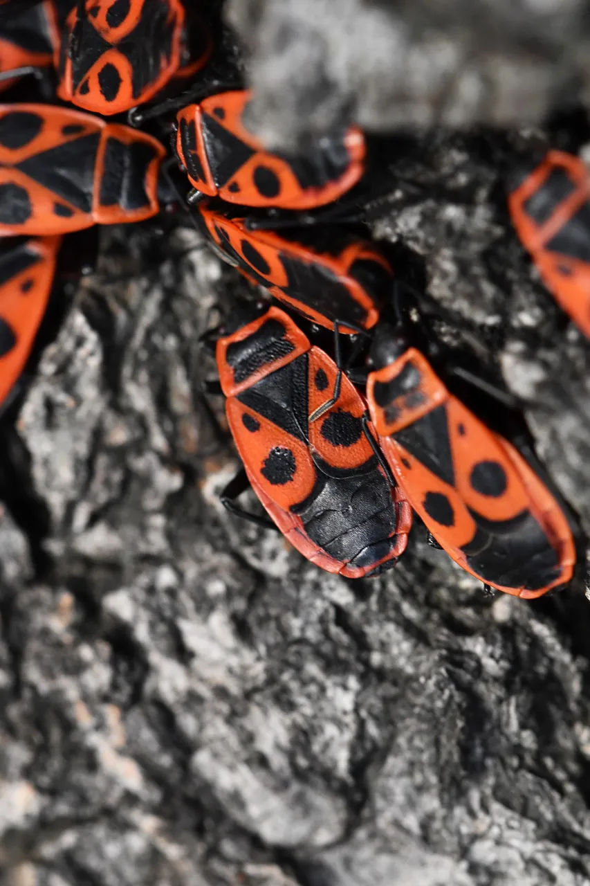 Firebug tree pl 6.jpg