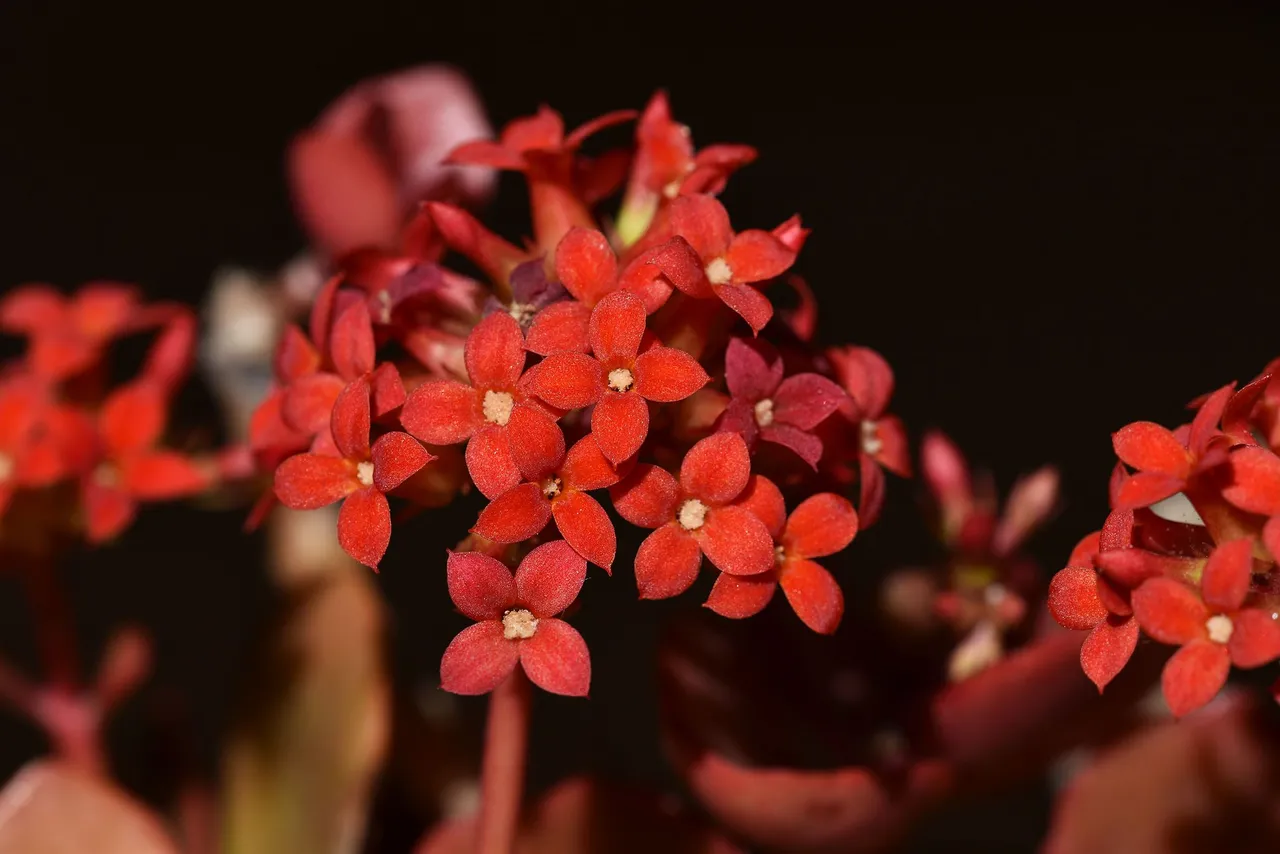 kalanchoe blossfeldiana 2023 1.jpg