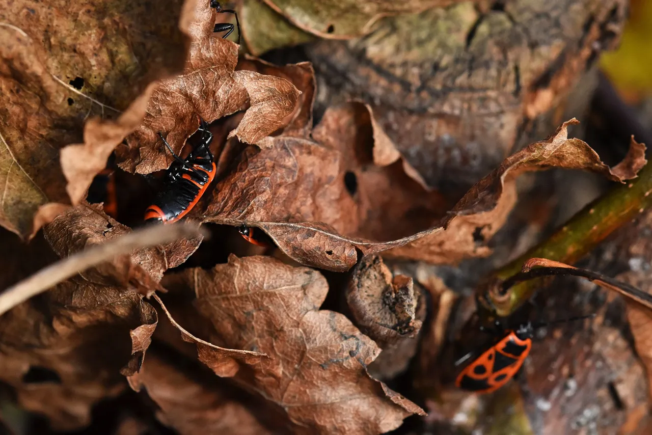 Firebug tree pl 8.jpg
