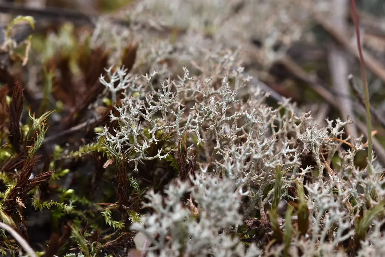 Cladonia rangiferina lichen moss 1.jpg