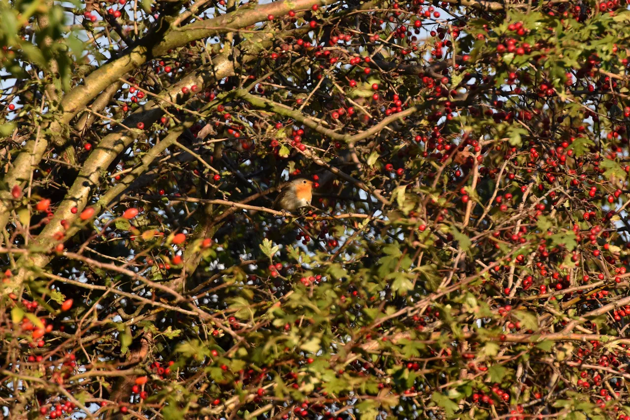 Robin Hawthorn tree pl 3.jpg