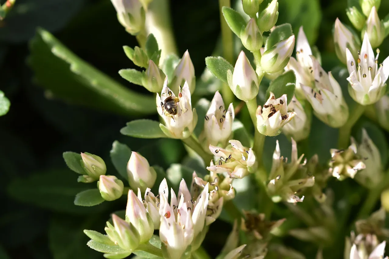 sedum spurium garden 2.jpg