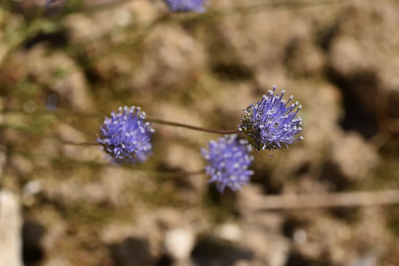 Jasione montana blue wildflower 5.jpg