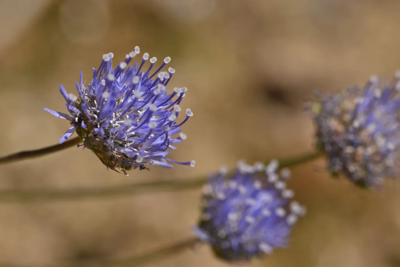 Jasione montana blue wildflower 3.jpg