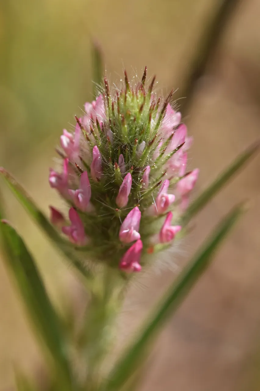 Trifolium angustifolium clover 4.jpg