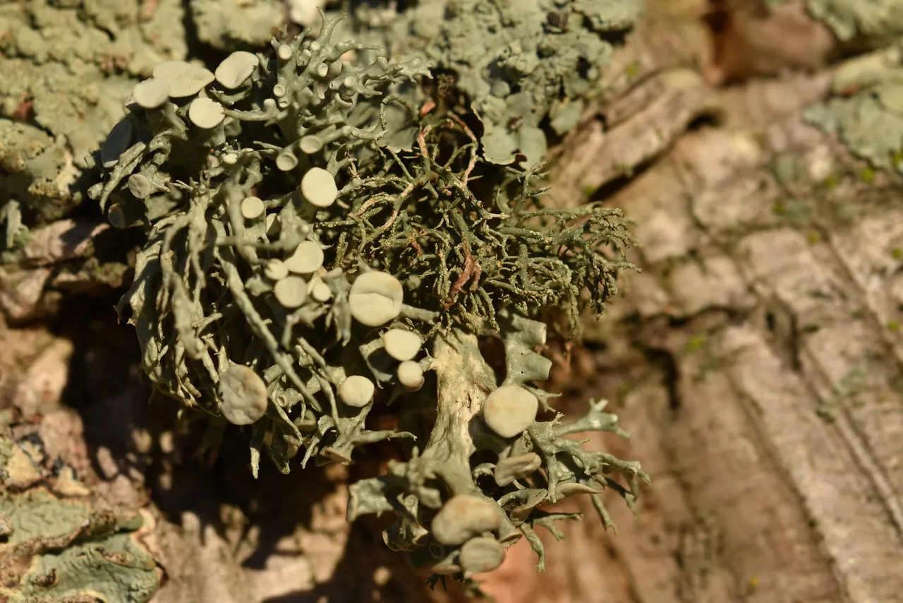 lichen cork 9.jpg