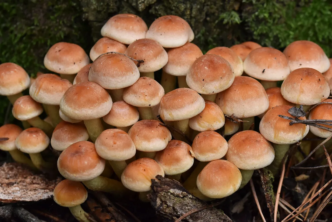 Sulphur Tuft small mushrooms pl 13.jpg