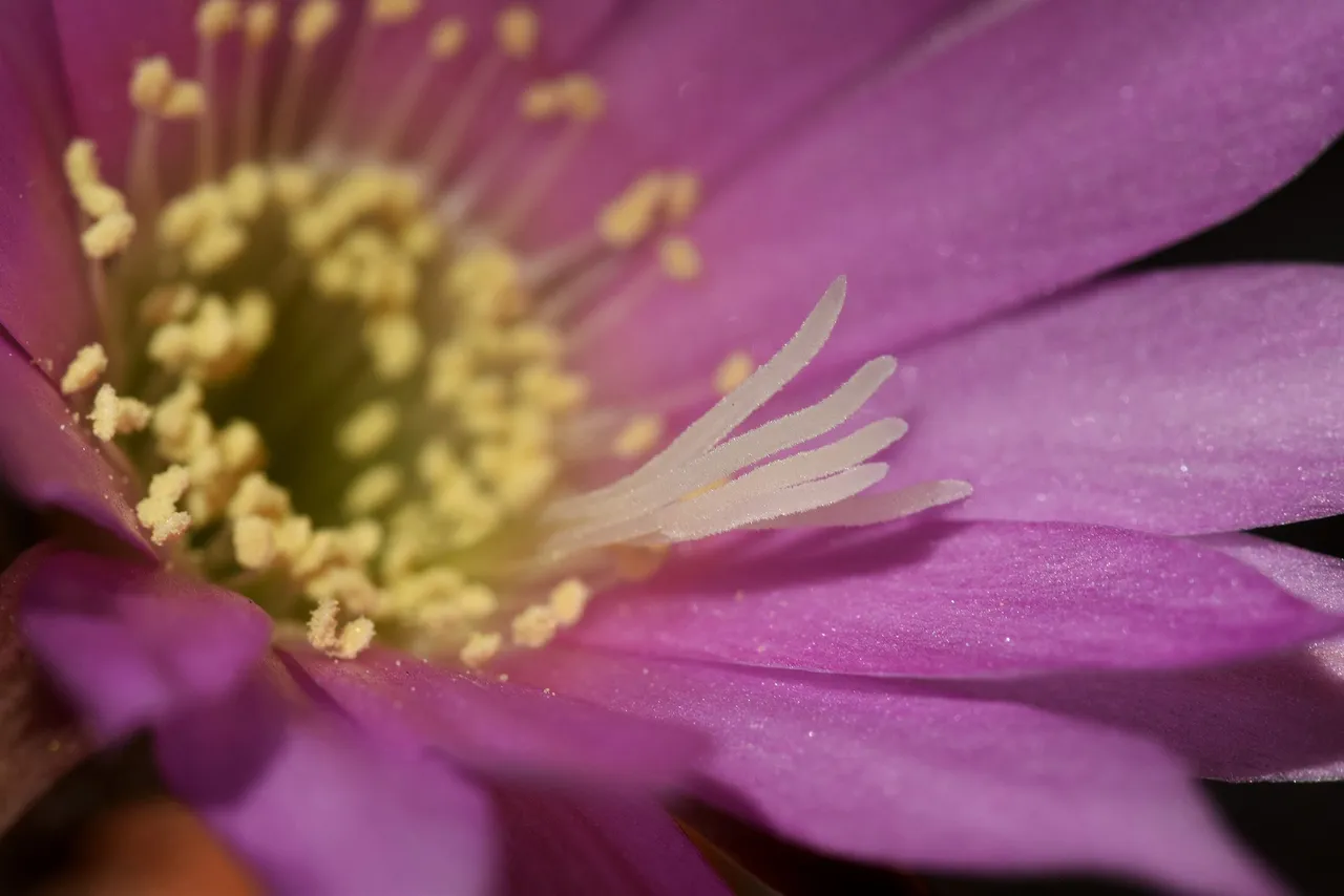 Lobivia Wrightiana flower 2021 1.jpg