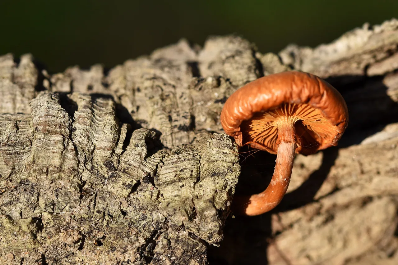 Orange mushroom cork tree 5.jpg