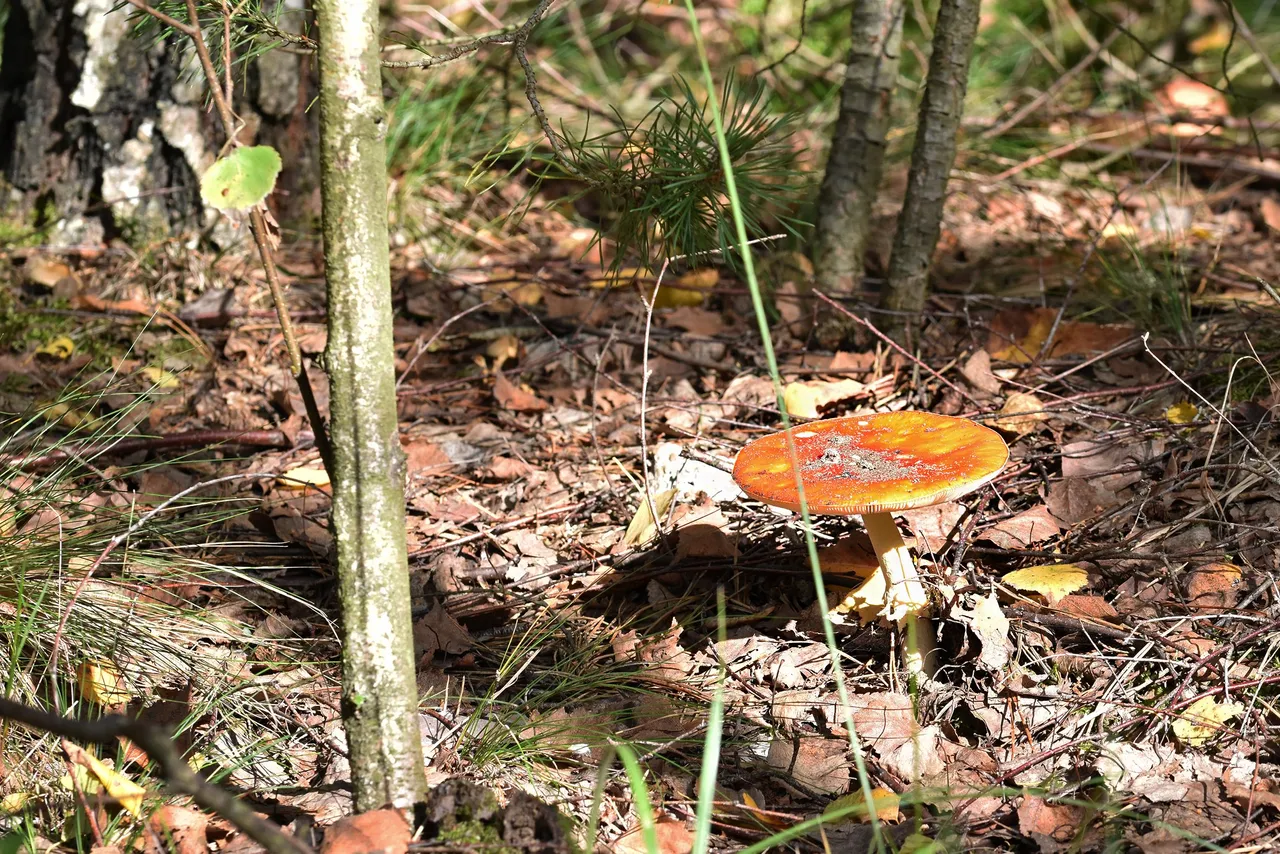 Red amanita pl 2.jpg