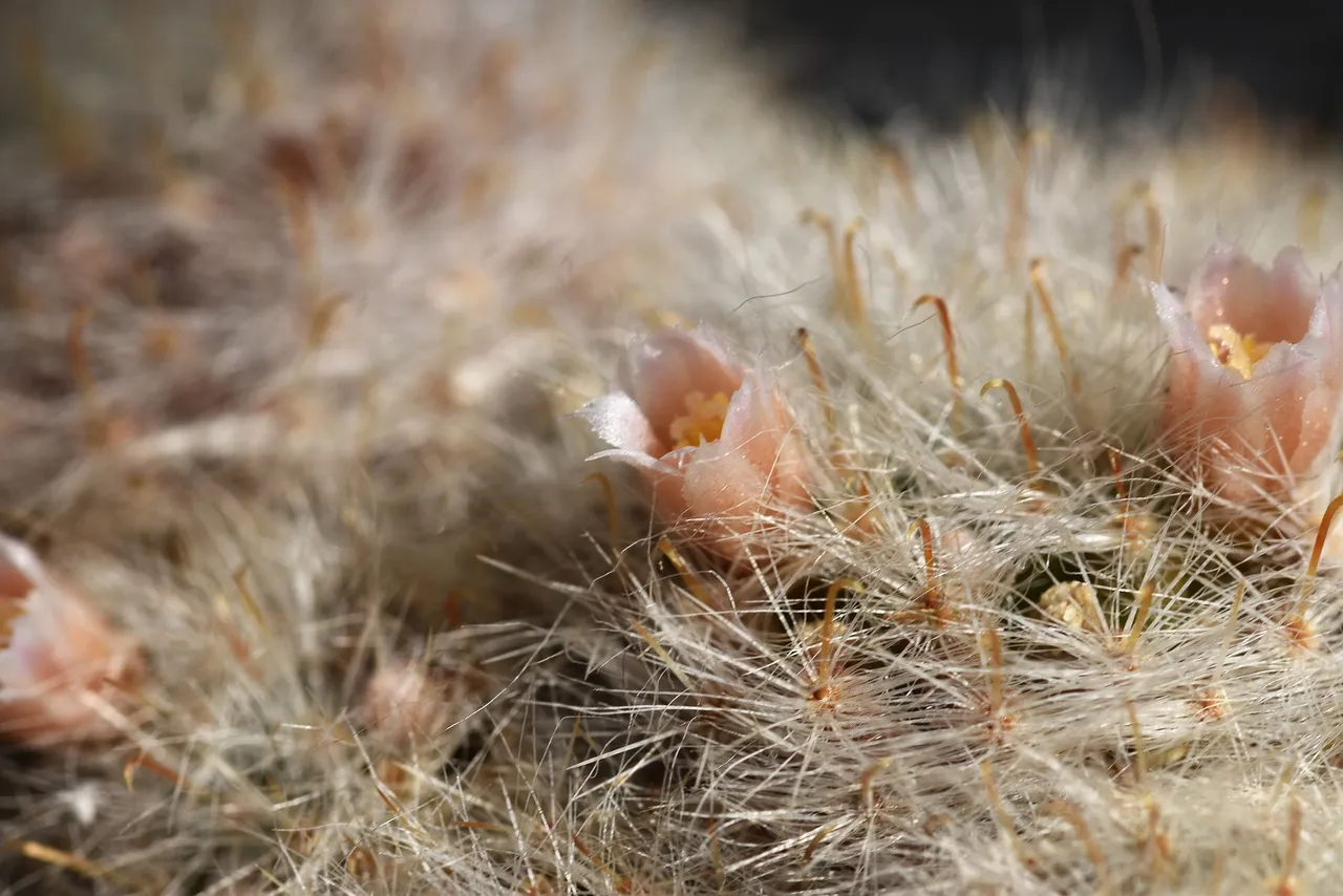 Mammillaria Glassii flowers 2021 7.jpg