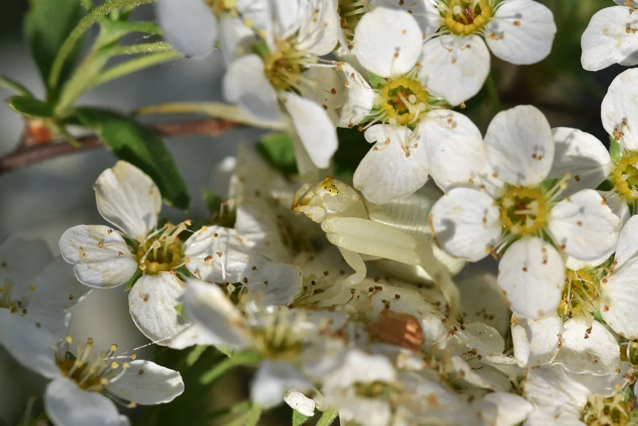 Misumena vatia crab spider flower 7.jpg