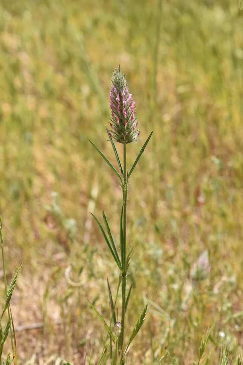 Trifolium angustifolium clover 1.jpg