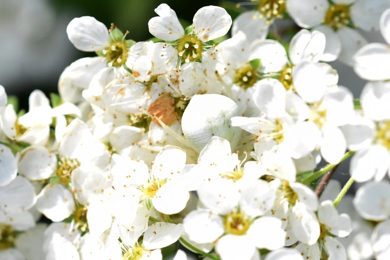 Misumena vatia crab spider flower 9.jpg