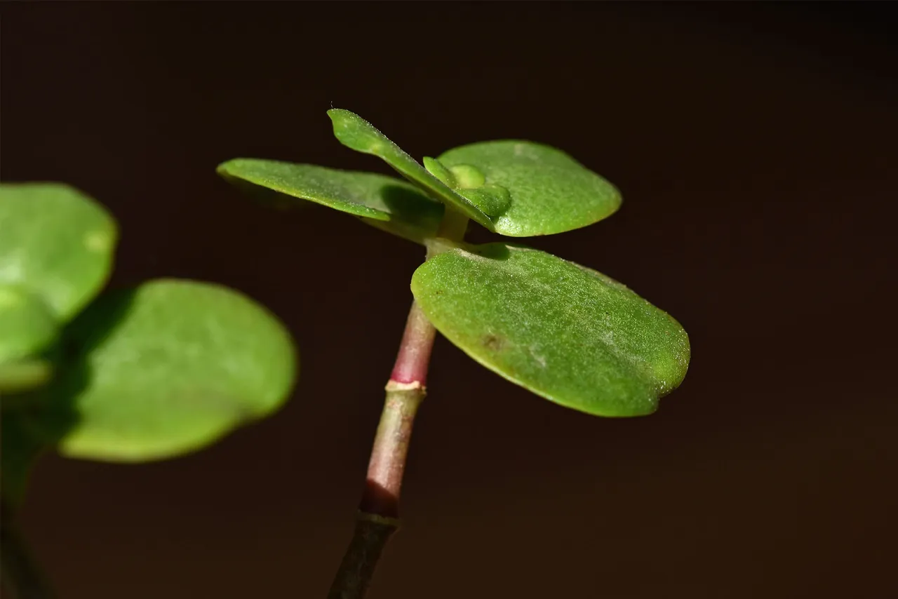 Crassula multicava blooming 2023 7.jpg