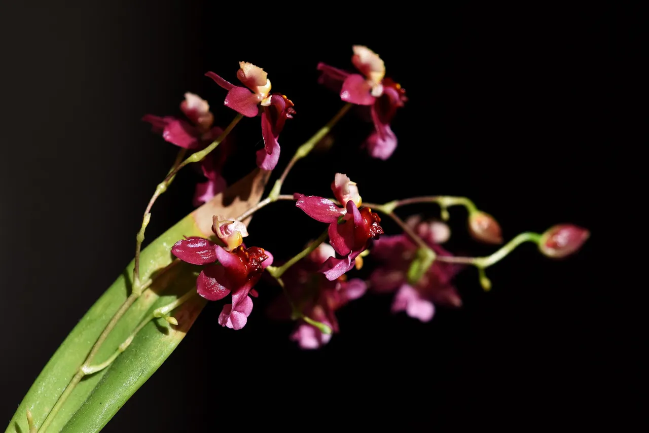 Oncidium Twinkle booms 2023 2.jpg