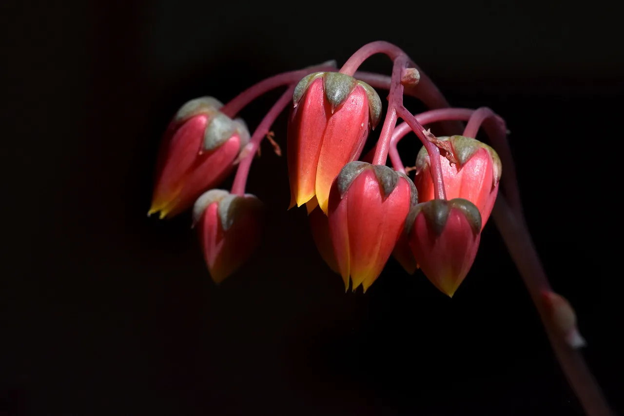 echeveria purpusorum flowers 5.jpg