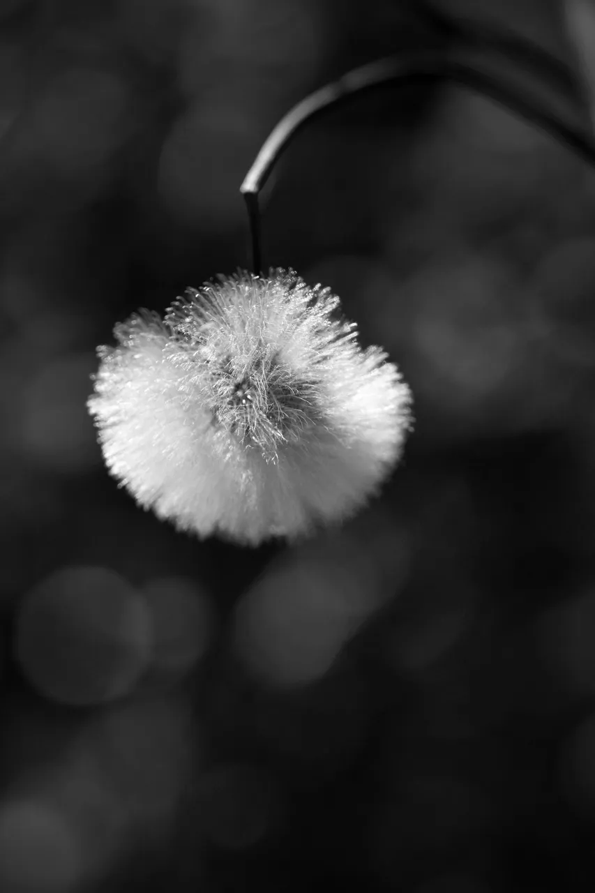 fluffy seeds bw 2.jpg