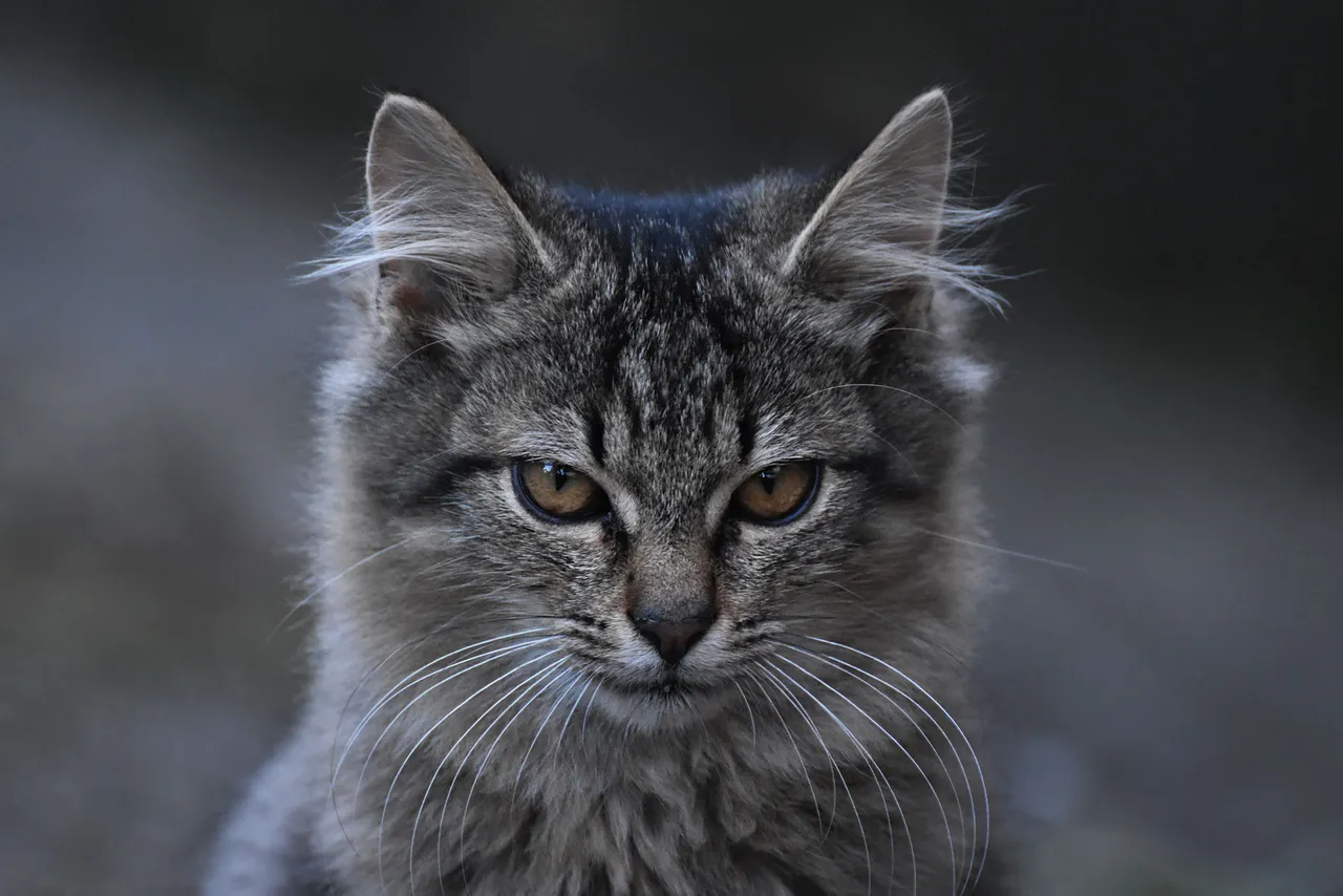 Fluffy tabby pl 4.jpg