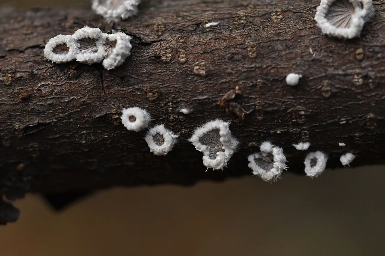 white mushroom stick 2.jpg