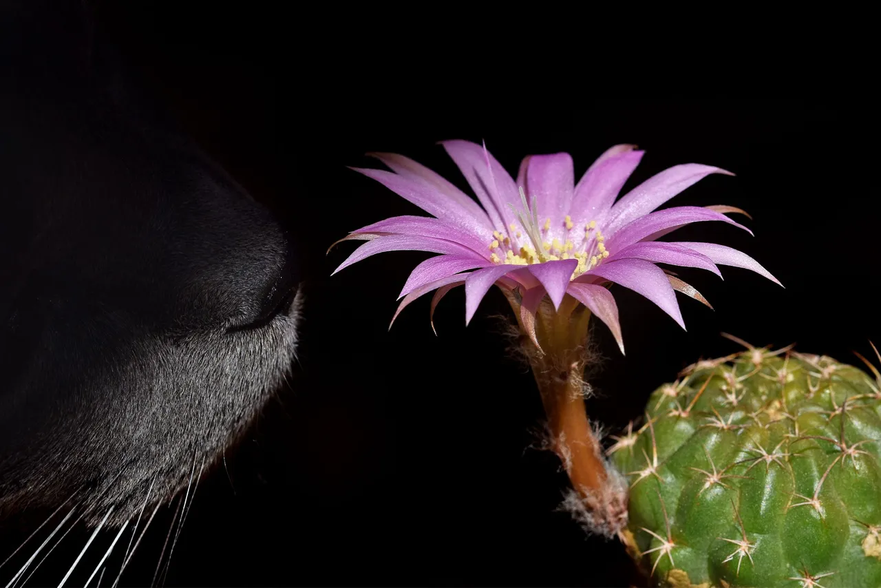 Lobivia Wrightiana flowers 2022 6.jpg