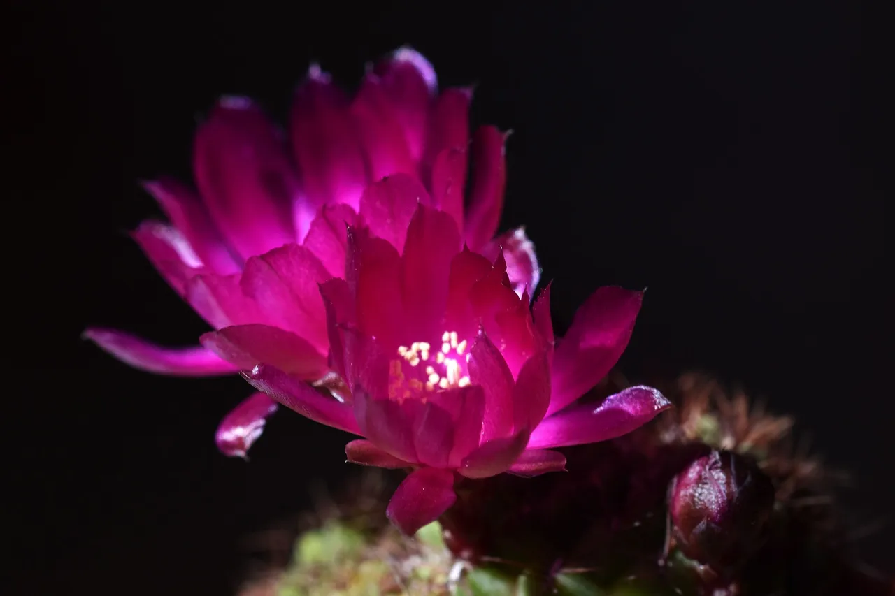 Sulcorebutia frankiana flowers 2021 1.jpg