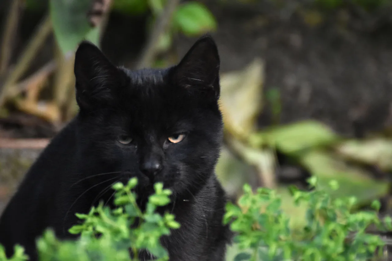 grumpy black pl 1.jpg