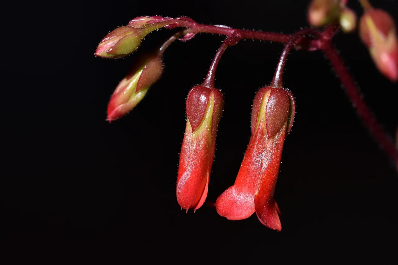 Kalanchoe manginii flowers 2022 4.jpg