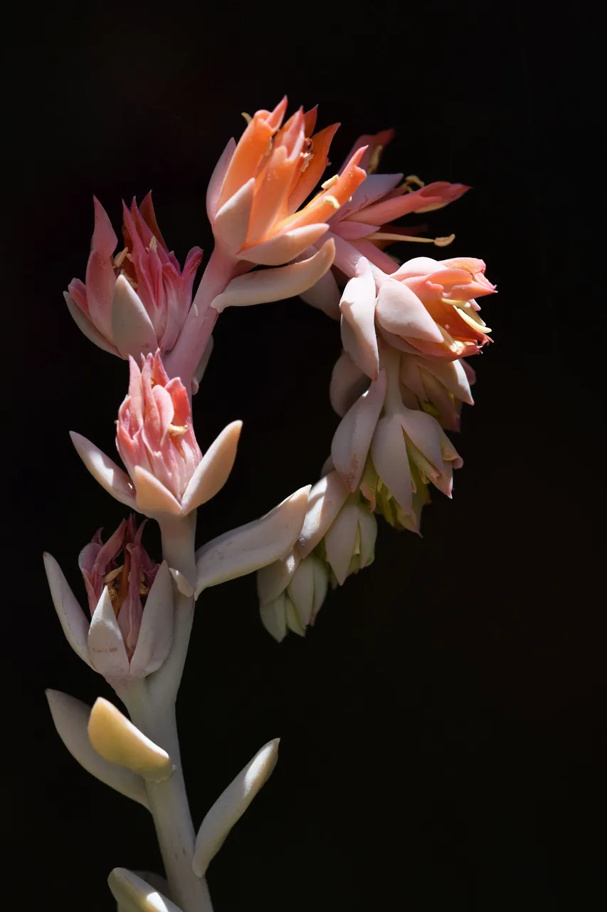 Echeveria runyonii topsy turvy 2022 flowers 2.jpg