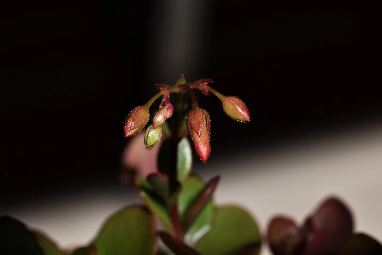 Kalanchoe manginii flowers 2022 2.jpg