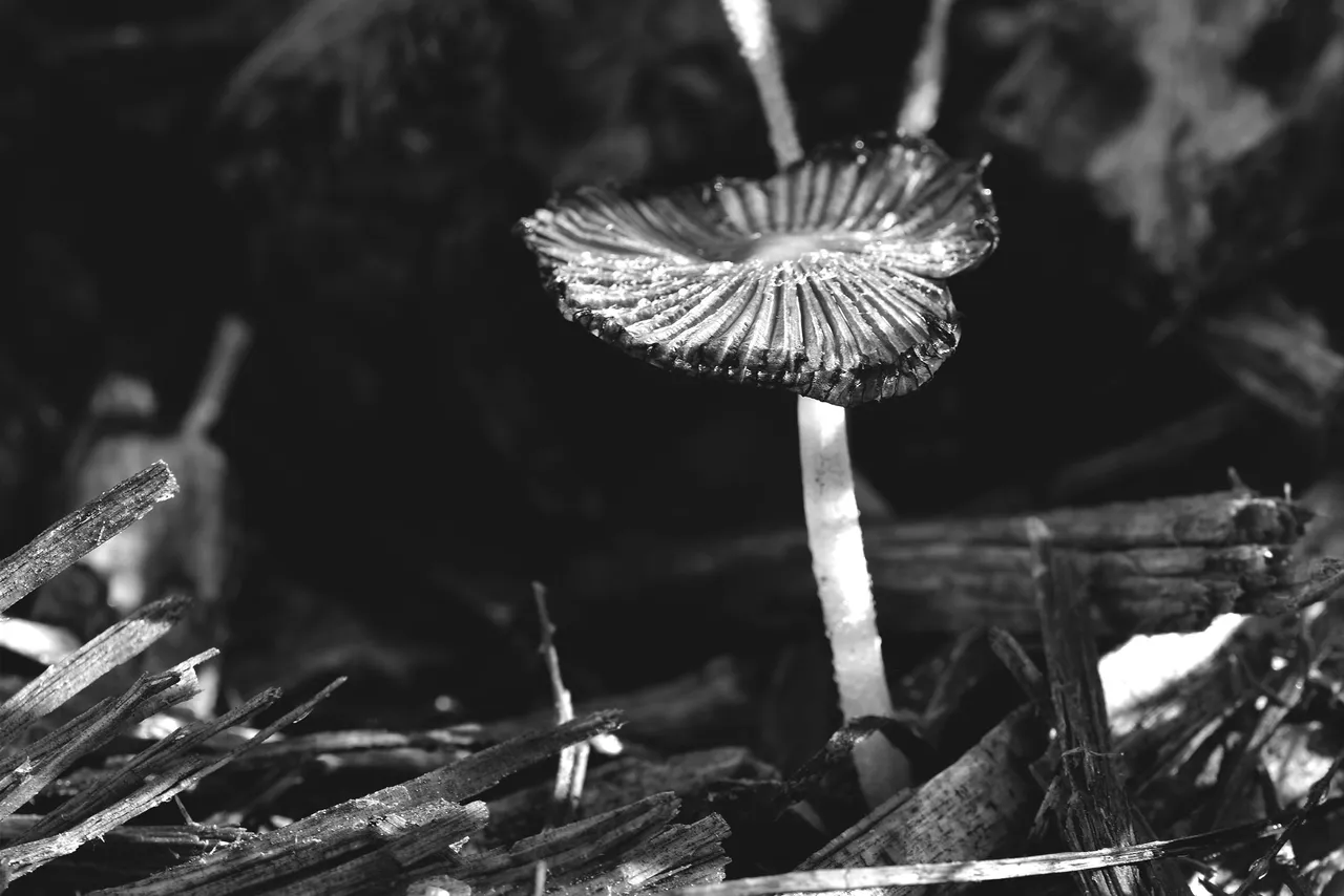 small ink cap bark chips bw 1.jpg