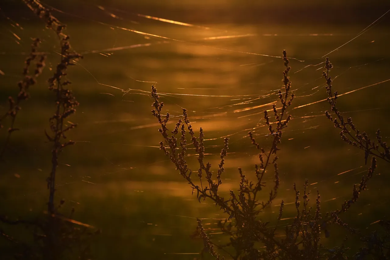 sunset autumn webs 4.jpg