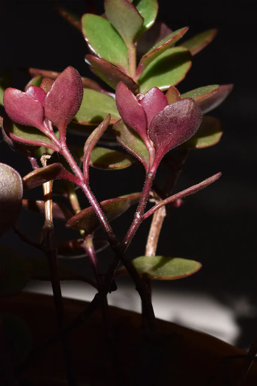 Kalanchoe manginii flowers 2022 7.jpg