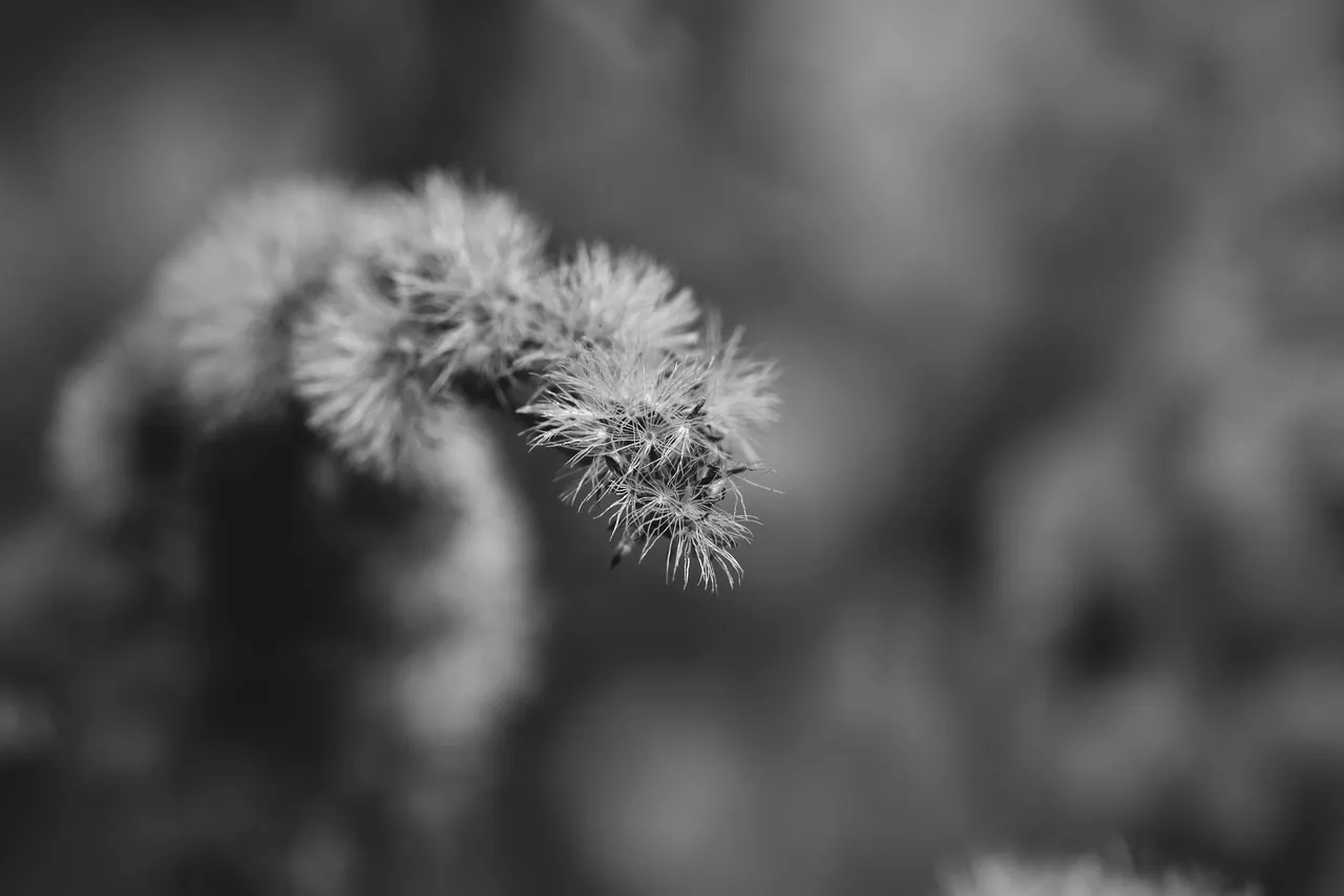 fluffy seeds garden bw 6.jpg