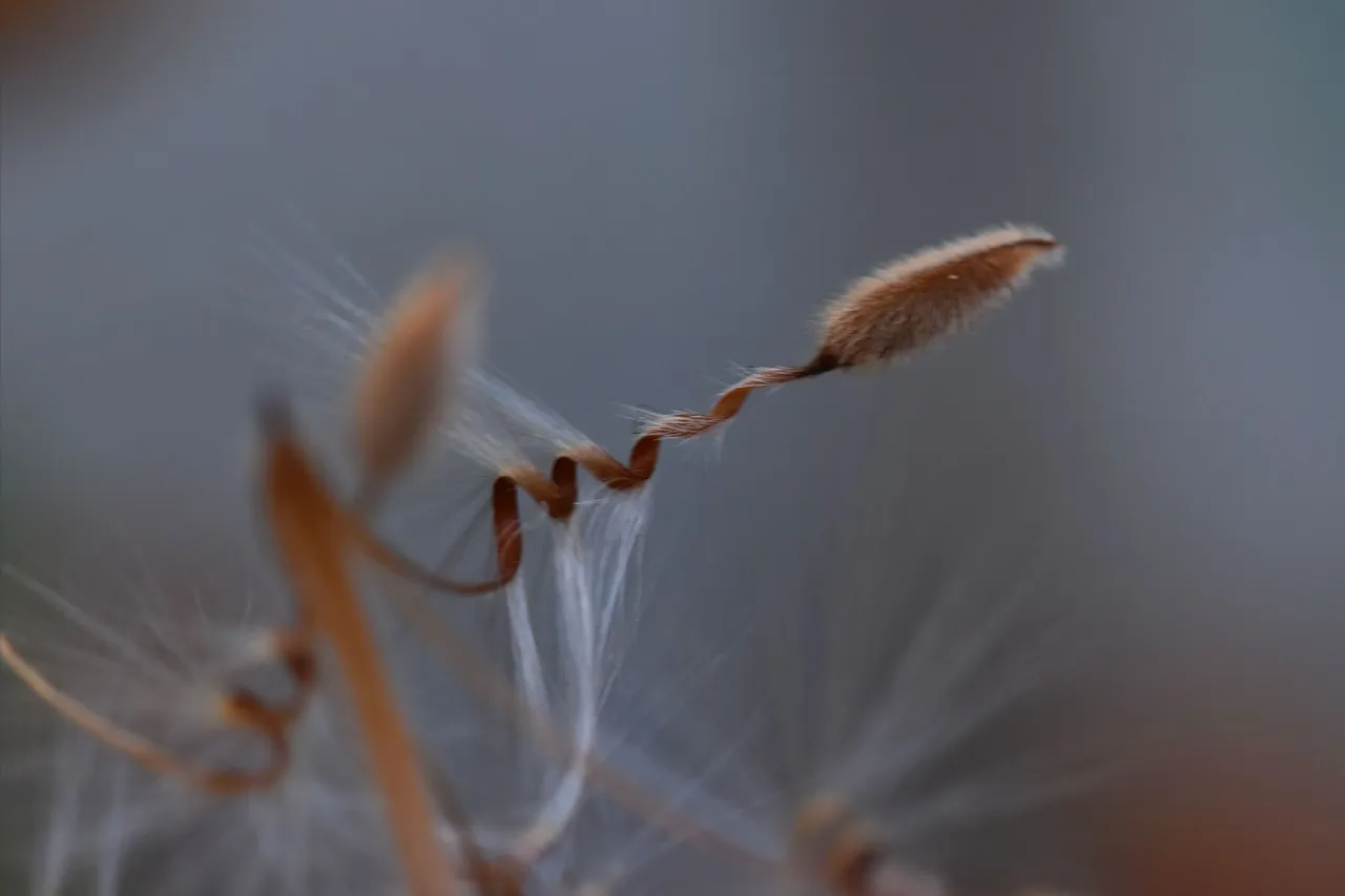 Pelargonium seeds 4.jpg