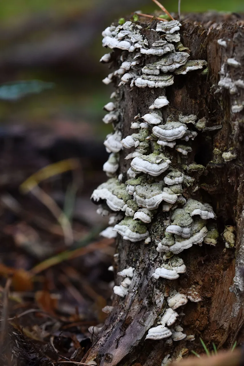 mushrooms stump pl 3.jpg