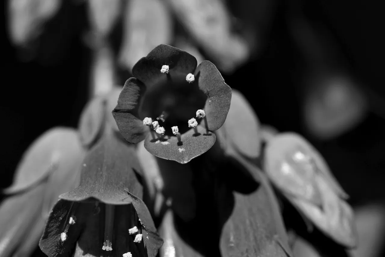 Kalanchoe Lucky Bells flowers bw 3.jpg