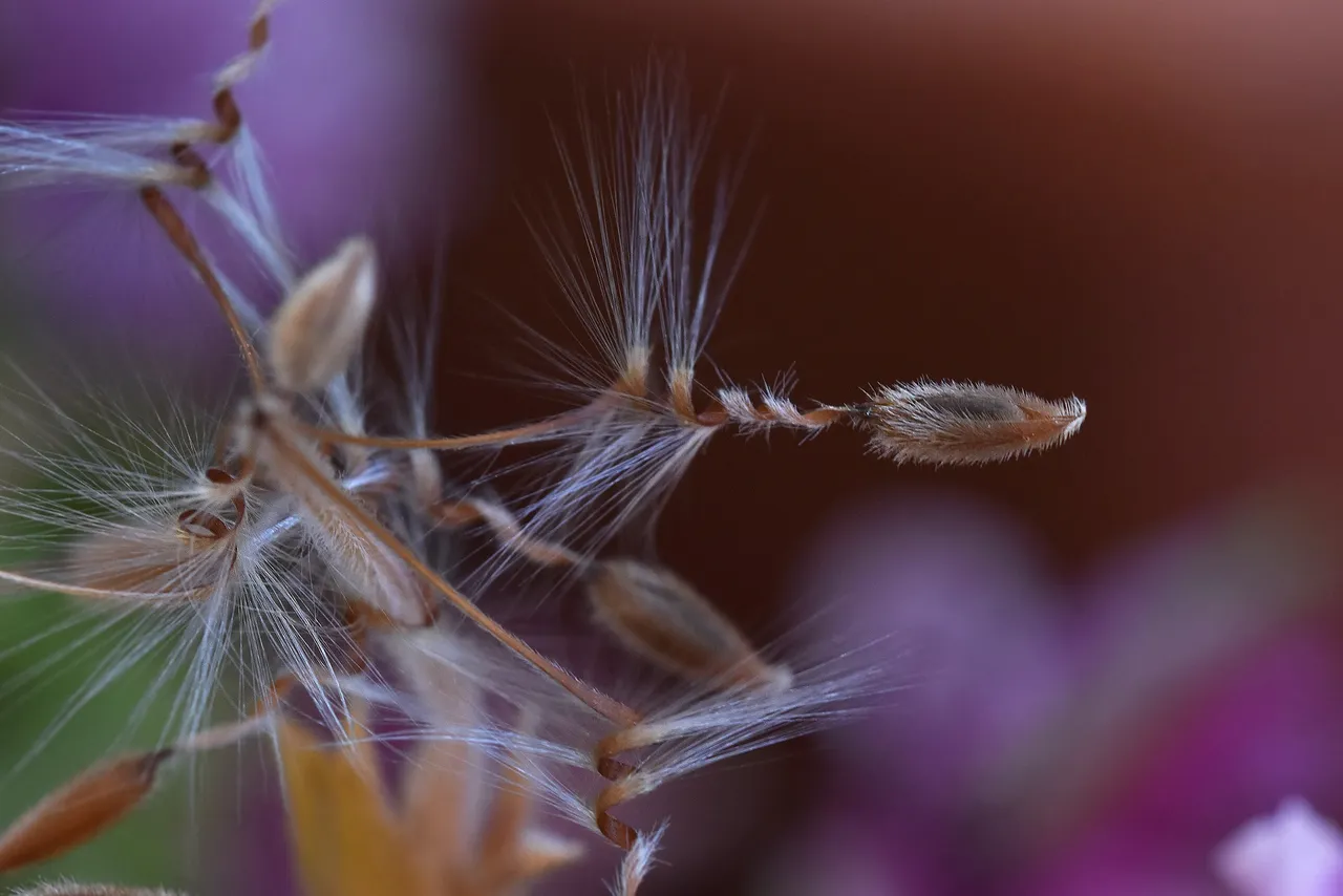 Pelargonium seeds 6.jpg
