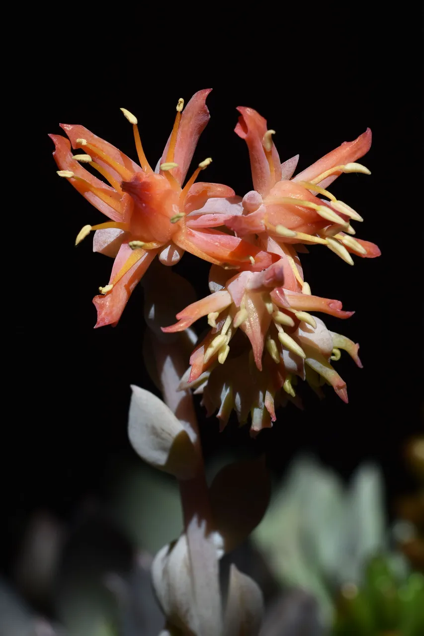Echeveria runyonii Topsy Turvy flower  2.jpg