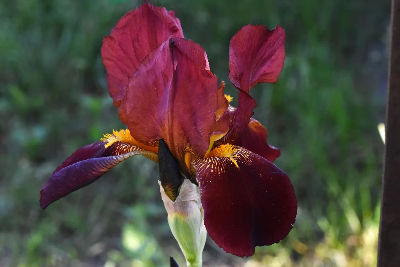 Iris brown flower .jpg