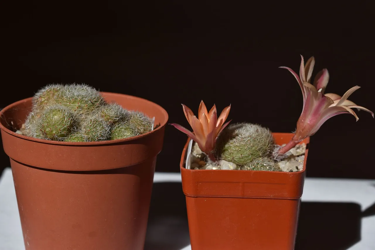 Rebutia heliosa cv. sunrise 2022 7.jpg