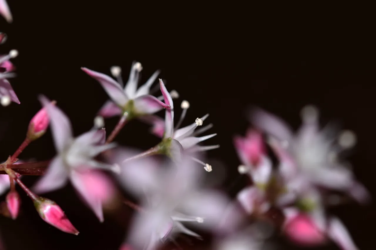 Crassula multicava blooming 2023 10.jpg