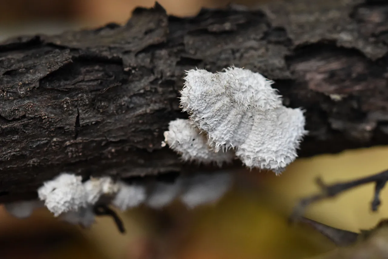 white mushroom stick 4.jpg