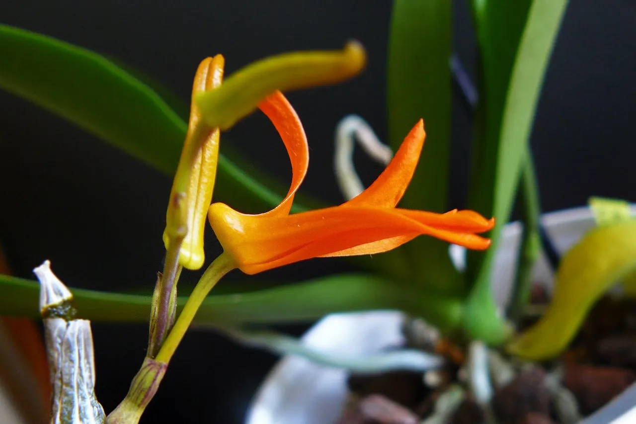 dendrobium dicksonii flower .jpg